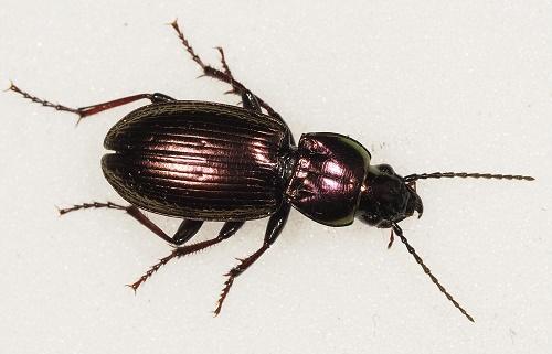 Pterostichus externepunctatus